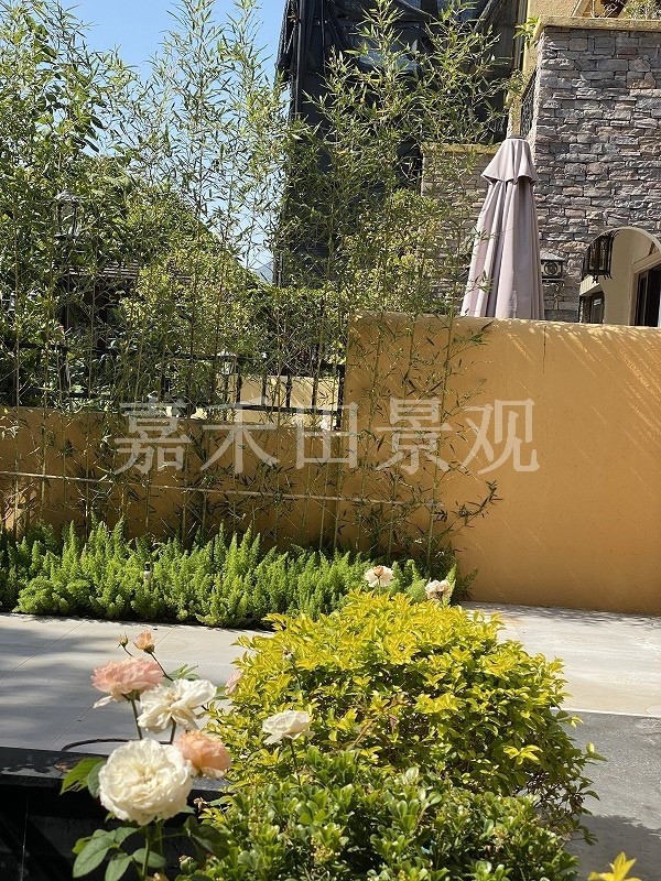 在設(shè)計(jì)別墅花園時(shí)如何養(yǎng)好菊花？